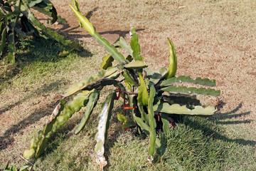 Fruit on tree. Dragon Fruit - Chiang Mai