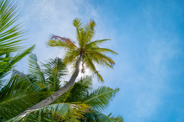 Fototapeta premium Beach summer vacation holidays background with coconut palm tree