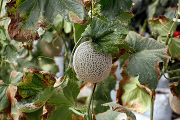 Fruit on tree. Melon - Chiang Mai