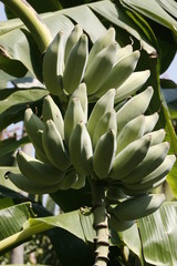 Fruit on tree. Banana - Chiang Mai