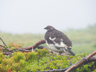 夏羽のライチョウ雄 (rock ptarmigan)