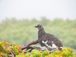 夏羽のライチョウ雄 (rock ptarmigan)