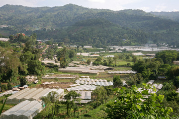 Fruit on tree. Greenhouse - Chiang Mai