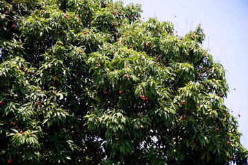 Fruit on tree. Lychee - Chiang Mai