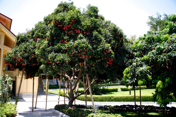 Fruit on tree. Lychee - Chiang Mai