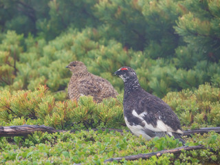 夏羽のライチョウのつがい(rock ptarmigan)