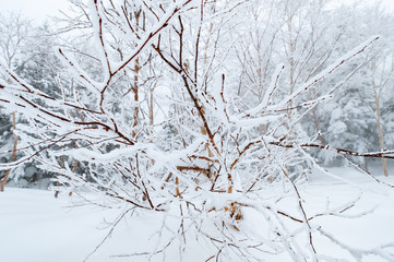 Fototapeta na wymiar 凍った木