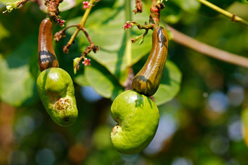 Fruit on tree. Cashew Nut - Chumphon