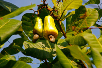 Fruit on tree. Cashew Nut - Chumphon