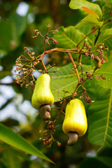 Fruit on tree. Cashew Nut - Chumphon