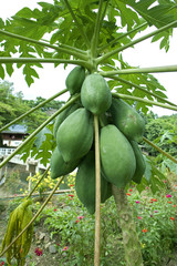 Fruit on tree. Papaya - Nan
