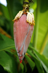 Fruit on tree. Banana - Uthai Thani