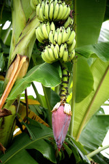 Fruit on tree. Banana - Uthai Thani