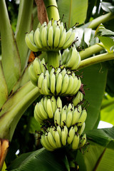 Fruit on tree. Banana - Uthai Thani