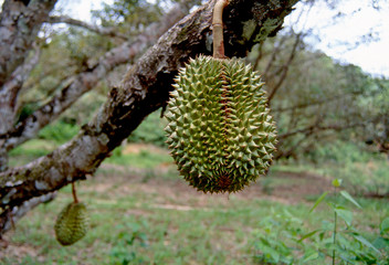 Fruit on tree. Durian - Rayong