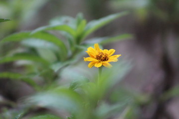 yellow flower