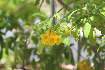 yellow flower in the garden
