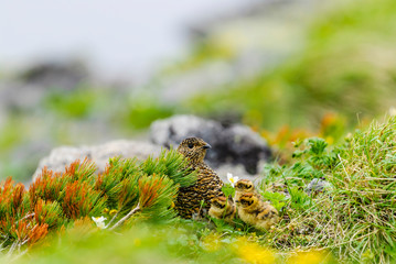 ライチョウ親子(rock ptarmigan)