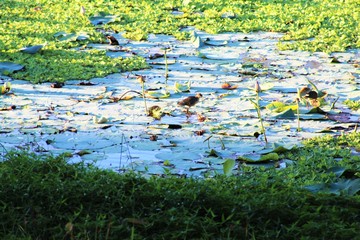 water lily in the pond