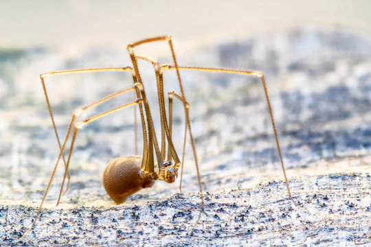 Closeup of a tender spider with long legs ( Pholcidae ). Concept spiders.