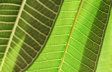 Closeup green leaf texture behind and blurred green leaf in front, green nature background
