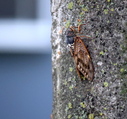１週間の寿命を懸命に生きる蝉  Cicada