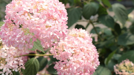 アメリカアジサイ ピンクのアナベル