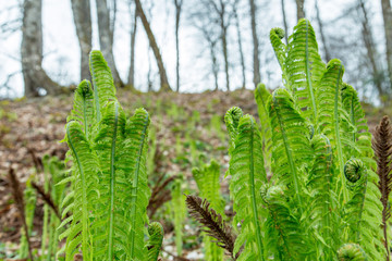 green fern leaf forest plant