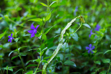 Purple color flowers garden macro 