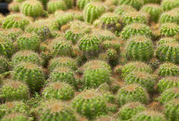 green cantus background or backdrop