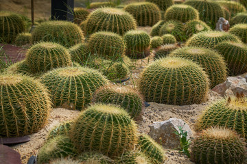 festival of cantus on the sand park