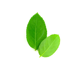 Obraz premium Rose leaves on a white background