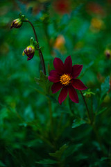 Tall Gold and Burgundy Coreopsis