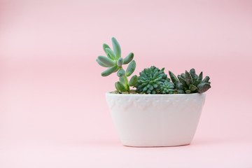 Succulents in a white flowerpot on a pink background, place for text
