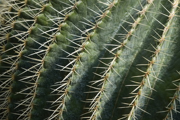 close green needles of a cactus, Botanical print, pattern. background, copy space