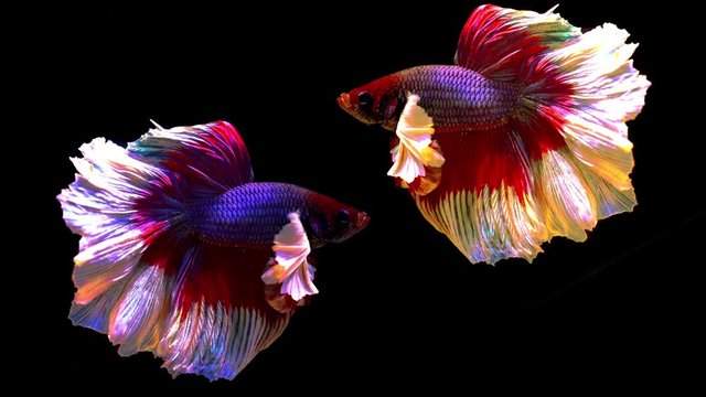 Slow motion of Betta fish, siamese fighting fish isolated on Black background.