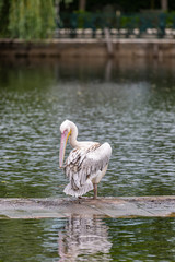 Pelican in water