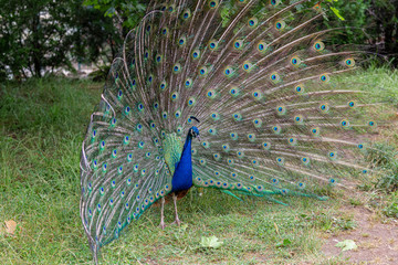 Naklejka premium Peacock in yard