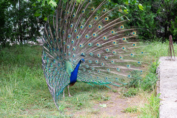 Obraz premium Peacock in yard