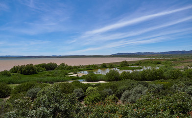 Fototapeta na wymiar The Lagoon of Laguna de Fuente de Piedra with its Flamingoes, Phoenicopterus roseus in Malaga Province, Andalusia, Spain.