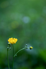 Obraz premium buttercup flower a lot of space for text