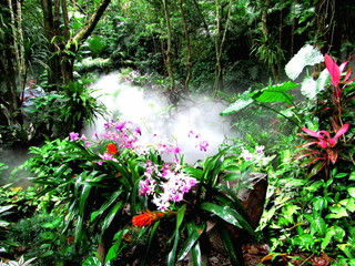 Orchids in the jungle in the fog