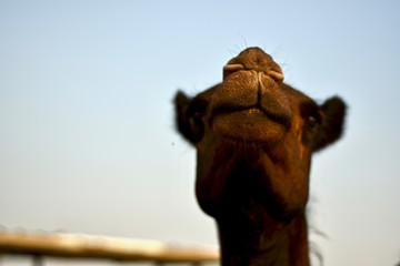 portrait of camel in desert