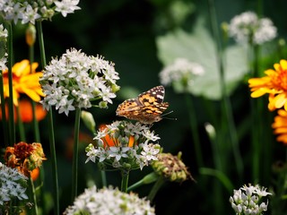 Painted Lady Butterfly 