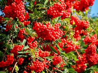 Rowan Tree Red Berries 