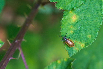 brown longhorn beetle eating leaf