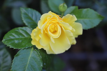 エバーゴールド　淡い黄色のつるバラ