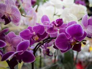 closeup violet flower