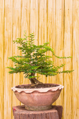 bonsai In Thailand Small tree