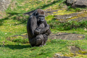Gorilla man is sitting with his arms crossed